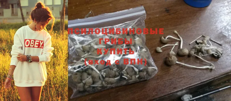 Галлюциногенные грибы Psilocybine cubensis  купить наркоту  Донской 